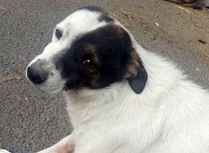 Выстрелил в собаку из ружья