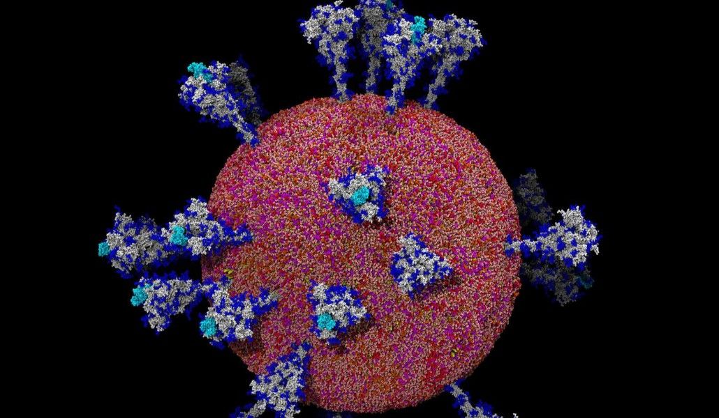 amaro-coronavirus-cover-1440
