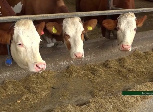 2 племенные станции, действующие в Арцахе, не прекратили свою деятельность в военные дни