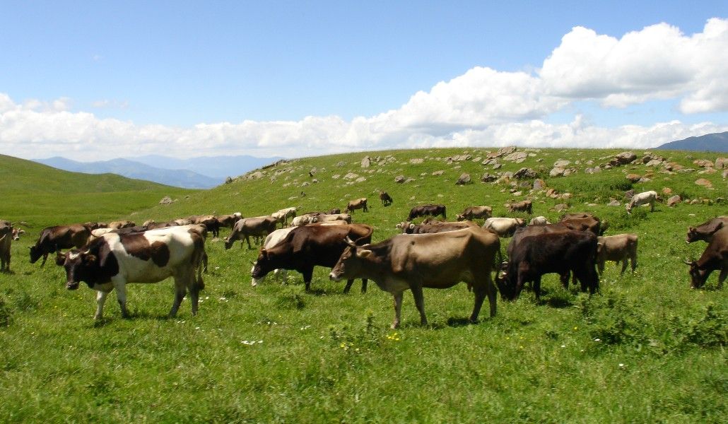 Armenian_Cows_in_the_Meadow