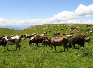 Տավարաբուծության ծրագիր՝ Գյումրու Սելեկցիոն կայանում