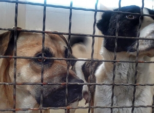 Քարվաճառից տասնյակ շներ են տեղափոխվել Երեւան՝ Թափառող կենդանիների վնասազերծման կենտրոն. որոշներին որդեգրել են