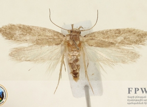 В Армении обнаружен неизвестный науке вид насекомых