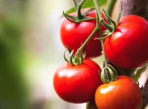 Россия запретила ввоз томатов и перцев из Армавирской области Армении