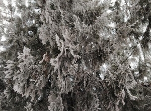 Ջերմաստիճանը մարտի 1-3-ն աստիճանաբար կնվազի 8-10 աստիճանով