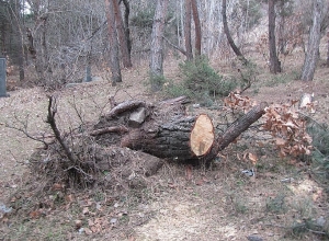 Լոռու մարզում ապօրինի անտառահատումներն ավելացել են.  մարզի դատախազը դիմել է Ոստիկանություն