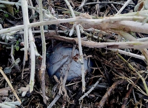 Պայթեցման աշխատանքներ են նախատեսվում. պայթյունների ձայները լսելի կլինեն նաև Ստեփանակերտում