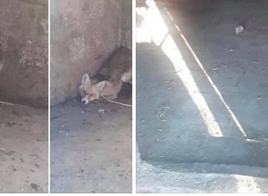 Աղվեսին հայտնաբերել է իր տան հարակից տարածքում գտնվող ջրհորում` թրջված, անօգնական վիճակում