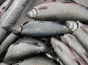 Սևանա լճից դուրս է բերվել 22 հատ ձկնորսական ցանց, առգրավվել է 5153 հատ «Սիգ» տեսակի ձուկ