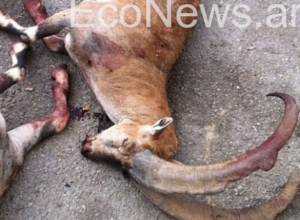 Եղեգիսում 3 որսորդները կարմիրգրքյան կենդանի են սպանել