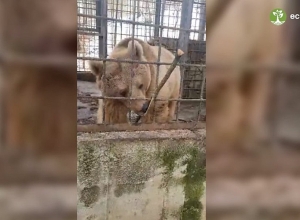 Ահազանգ՝ հյուրանոցային համալիրի տարածքում կարմիրգրքյան գորշ արջի՝ անազատության մեջ պահման վերաբերյալ