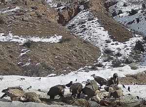 «Անգղերի խնջույք՝ անգղերի ռեստորանում»