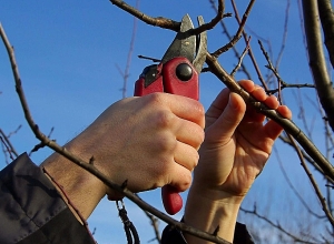 «Ծառերի էտ և այգեբաց չկատարել․ հնարավոր է ջերմաստիճանի կտրուկ անկում»