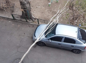 Այսօրվա քամու հետևանքով ծառեր են տապալվել․ լուսանկարներ