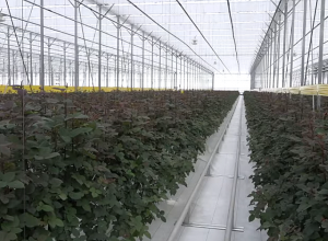 Վարդեր աճեցնելու համար արդեն 2,9 մլրդ դրամ ներդրում է արվել