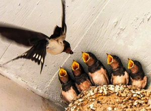 Ինչպե՞ս օգնել թռչուններին պաշտպանել իրենց բները