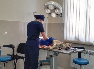 2 տարվա ընթացքում ստերջացվել, կատաղություն հիվանդության դեմ պատվաստվել և կլիպսավորվել է 6000-ից ավելի շուն