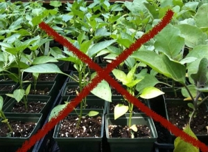 Հաշվի առնելով սպասվող բացասական ջերմաստիճանները՝ բացօթյա սածիլում չկատարել