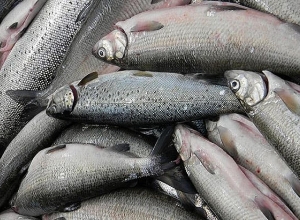 Ձկնորսական լողամիջոցները լիճ են մտնելու հատուկ առանձնացված տեղամասերից․ արդյունագործական ձկնորսության 2-րդ փուլը