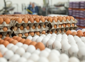 Ձու արտադրող ընկերությունների նկատմամբ վարչական վարույթ է հարուցվել