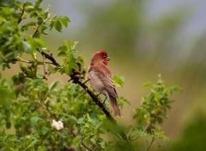 Հայաստանն այն քիչ երկրներից է, որտեղ պաշտոնապես արձանագրվել են շուրջ 370 տեսակ թռչուններ, այդ թվում՝ հազվագյուտ