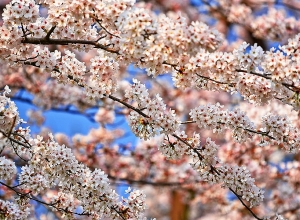 Ինչպիսի եղանակ է սպասվում ապրիլ ամսին