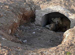 Փրկված արջերը վերականգնում են իրենց բնազդները․ այս ձմեռ նրանք քուն են մտել