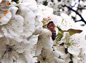 Վերջին չորս օրերին բնությունն արթնանում էր ժամերի ընթացքում. Գագիկ Սուրենյան