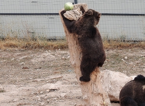 Հայաստանում բանտարկված արջերի փրկության ծրագիրը մրցանակի է արժանացել