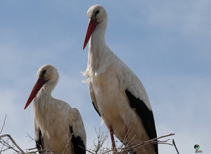 Սպիտակ արագիլը՝ Արա Գեղեցիկի ուղեկից և սիրո խորհրդանիշ