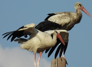 Որոնք են սպիտակ արագիլներին սպառնացող վտանգները