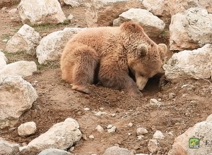 Ի՞նչ է փնտրում Բալու արջը․ բանտարկված արջերի բնազդները վերականգնվում են