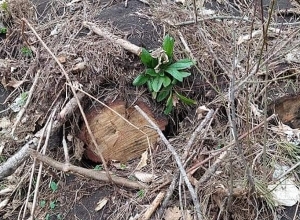 Արձանագրվել է 46 տարբեր ծառերի հատված կոճղ