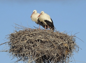 Սպիտակ արագիլները և մարդիկ. կոնֆլիկտների լուծում