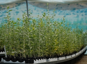 Ծառատունկ՝ երկրի օրվա կապակցությամբ