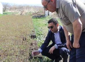 25-го апреля будет посажено более 360.000 деревьев