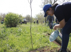 Երևանի քաղաքապետարանը հրավիրում է ծառատունկի