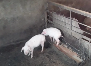 Անասնագողություններ՝ Լոռու մարզի Ագարակ և Յազդան գյուղերում