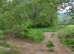 Территория, изображённая на распространяемой фотографии, не является территорией Государственного заказника «Платановая роща»: разъяснение министерства