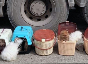 Հայտաբերվել են պլաստմասե 9 զամբյուղներ, որոնցում առկա են եղել տարբեր ցեղատեսակի շան ձագեր