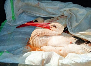 Արագիլների վնասվածքներն առաջացել են հրազենային կրակոցի արդյունքում