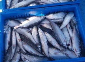 Դուրս է բերվել մանրաձուկ որսալու թվով 20 ապօրինի ցանց և ցանցերում առկա 230 հատ մանրաձուկ