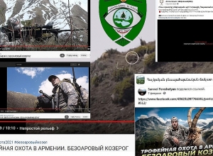 Բեզոարյան այծի որսի հանգամանքները պարզվել են