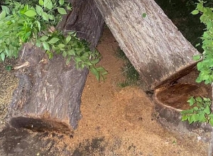 Մարգարյան փողոցում չորս կենսունակ խոշոր ծառեր են հատել