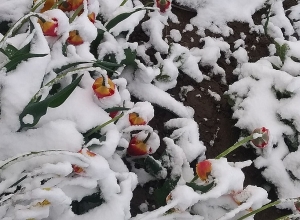 Հանրապետության գրեթե բոլոր լեռնային շրջաններում դիտվել է ձյուն