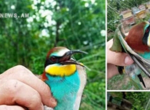 Ահազանգ մեղվակեր թռչնատեսակի նկատմամբ ապօրինի գործողությունների մասին