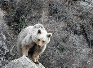 Հայաստանի բացառիկ կենդանական աշխարհը․ գորշ արջերը՝ Վայոց ձորում