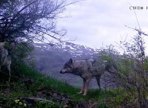 Մոխրագույն գայլերի լուսաբացը՝ Վայոց ձորում