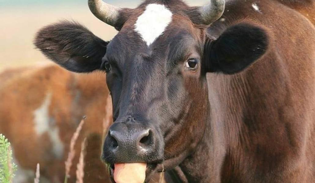 190815745_4811645682198068_6211582713669886241_n