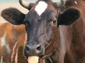 Արավուսի բնակիչների խոշոր եղջերավոր 37 անասունը հետ է բերվել